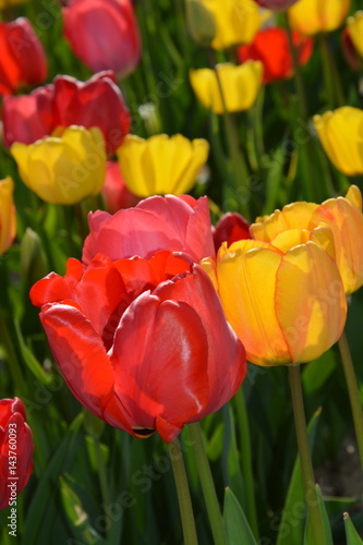 Rot-gelbe Tulpen