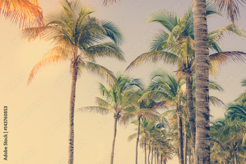 Coconut palm tree at tropical coast, made with vintage tones for background. Vintage filter. Holiday vacation concept.