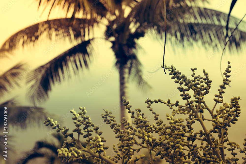 Green coconut palm trees on dark blue sky with white clouds. Vintage filter. Photo from Playa Del Carmen, Yucatan, Mexico.