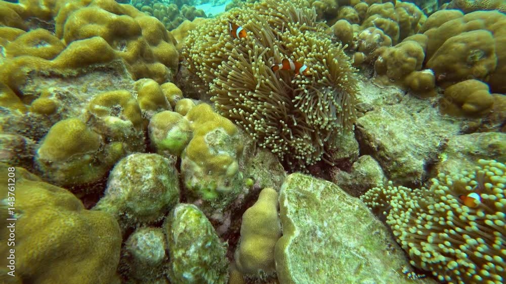 Clownfish shelters and anemone on a tropical coral reef in Andaman Sea, 4k
Clownfish shelters and anemone on a tropical coral reef in Andaman Sea, 4k