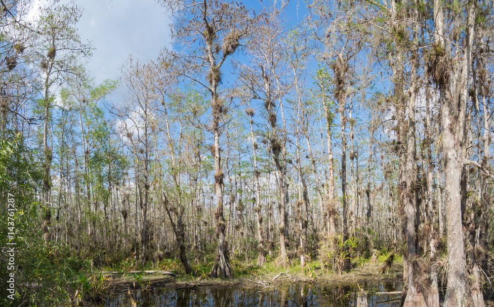 Landscape of wilderness in the Everglades National Park - Florida - USA