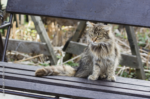 Sitting furry cat.