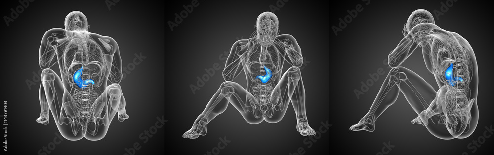 3d rendering medical illustration of the stomach 3d rendering medical illustration of the stomach