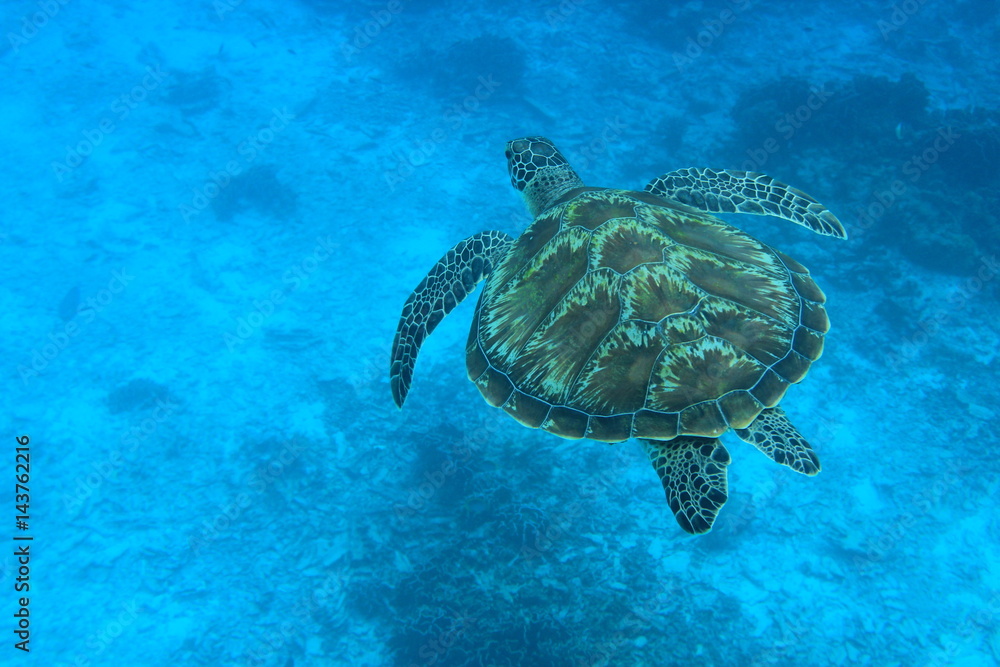 Obraz premium turtle