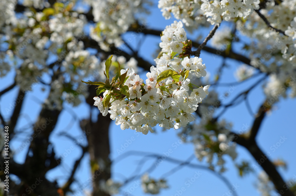 Kirschbaumblüte im Frühling Kirschbaumblüte im Frühling