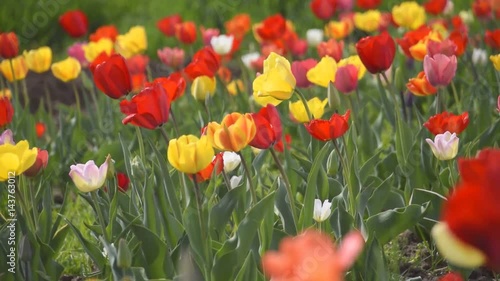 Wiese mit bunten Blumen