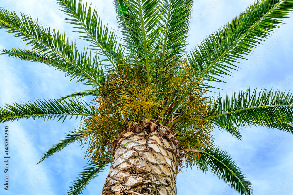Green palm tree on blue sky with white clouds