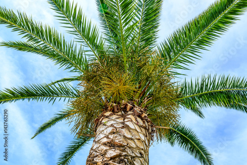 Obraz na płótnie Green palm tree on blue sky with white clouds w salonie