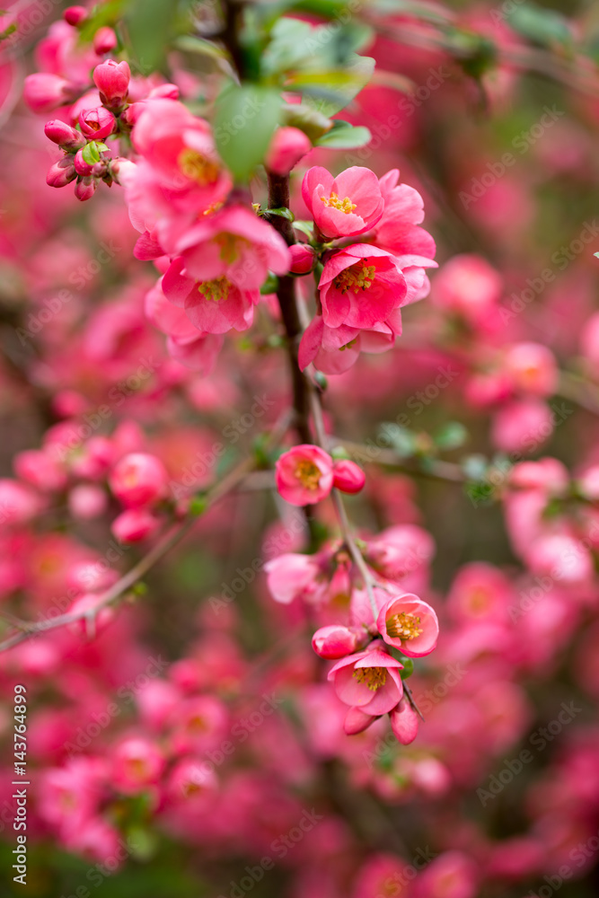 Cherry blossom in spring for background. Cherry blossom in spring for background.