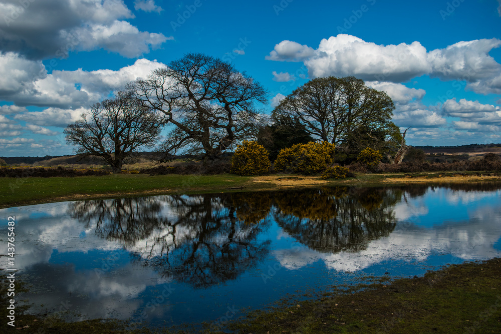 Obraz premium Mogshade pond New Forest Hampshire England