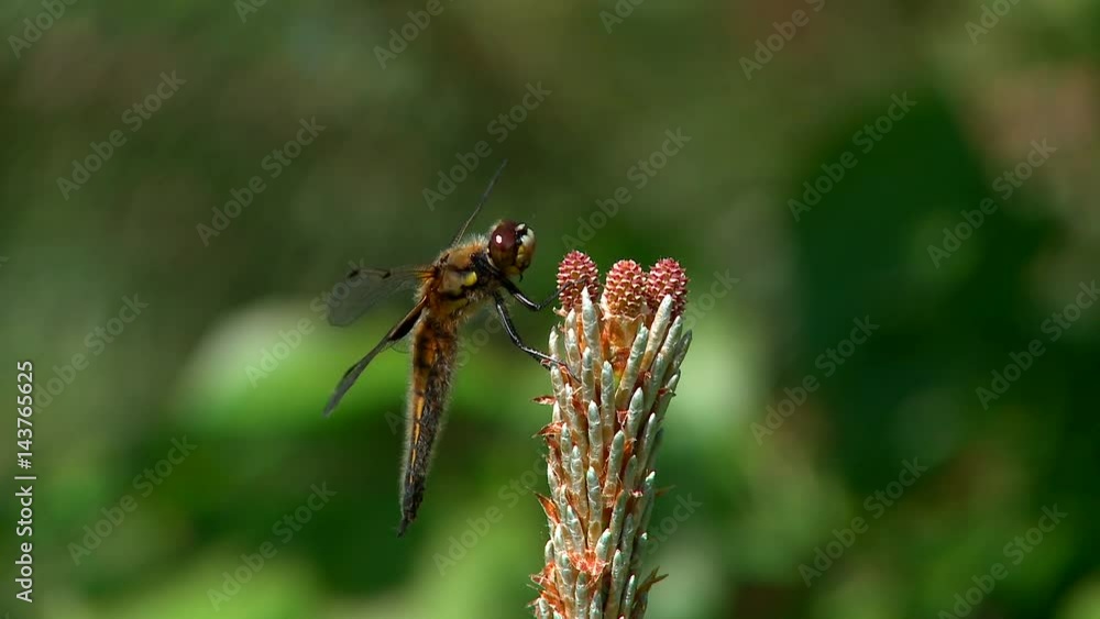 Dragonfly filmed closeup. Arrives and departs. Dragonfly filmed closeup. Arrives and departs.