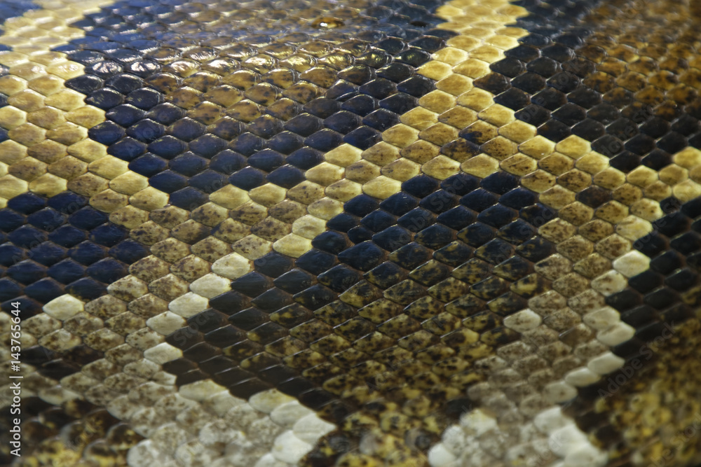 Fototapeta premium snake skin detail