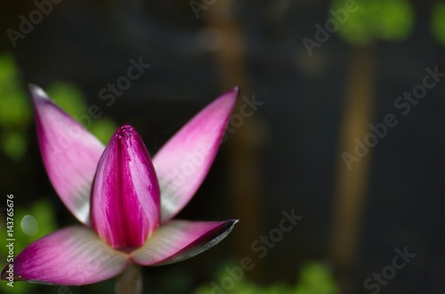Lotus. Purple water lily with yellow stamens planted in a nature. Flower.  