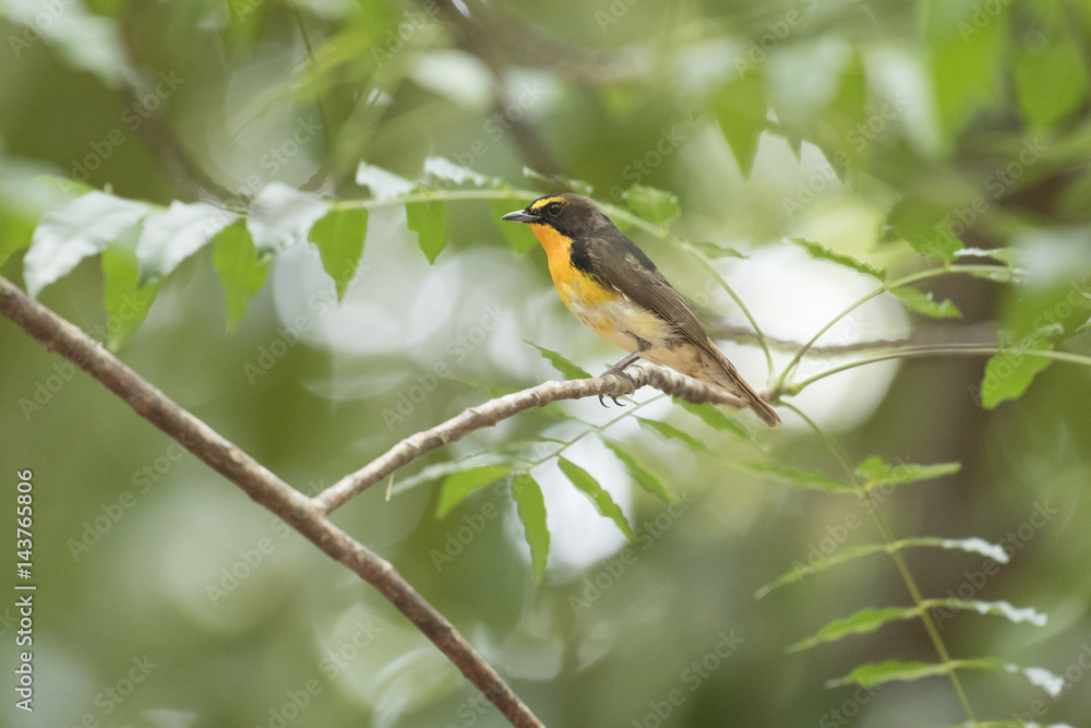 Narcissus Flycatcher, Abstract background Narcissus Flycatcher, Abstract background