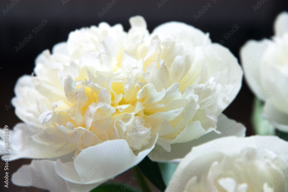 Obraz premium White peony.