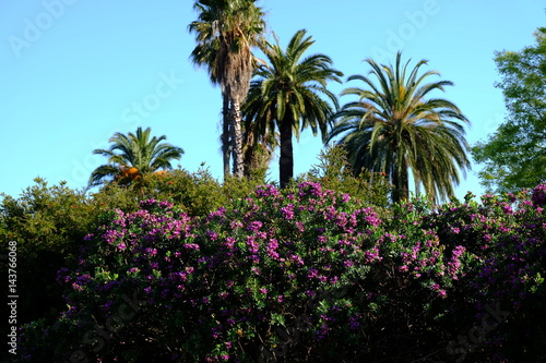 Juan Les Pins, Garden