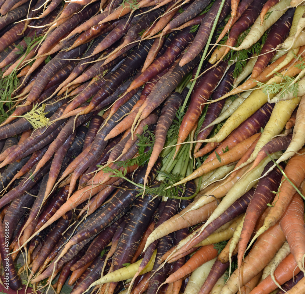 Various varieties of organic carrots  