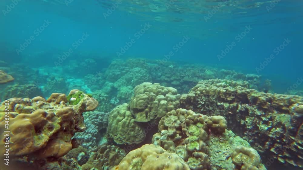 Corals and fish near Koh Rok island in the Andaman Sea, Thailand, 4k
Corals and fish near Koh Rok island in the Andaman Sea, Thailand, 4k