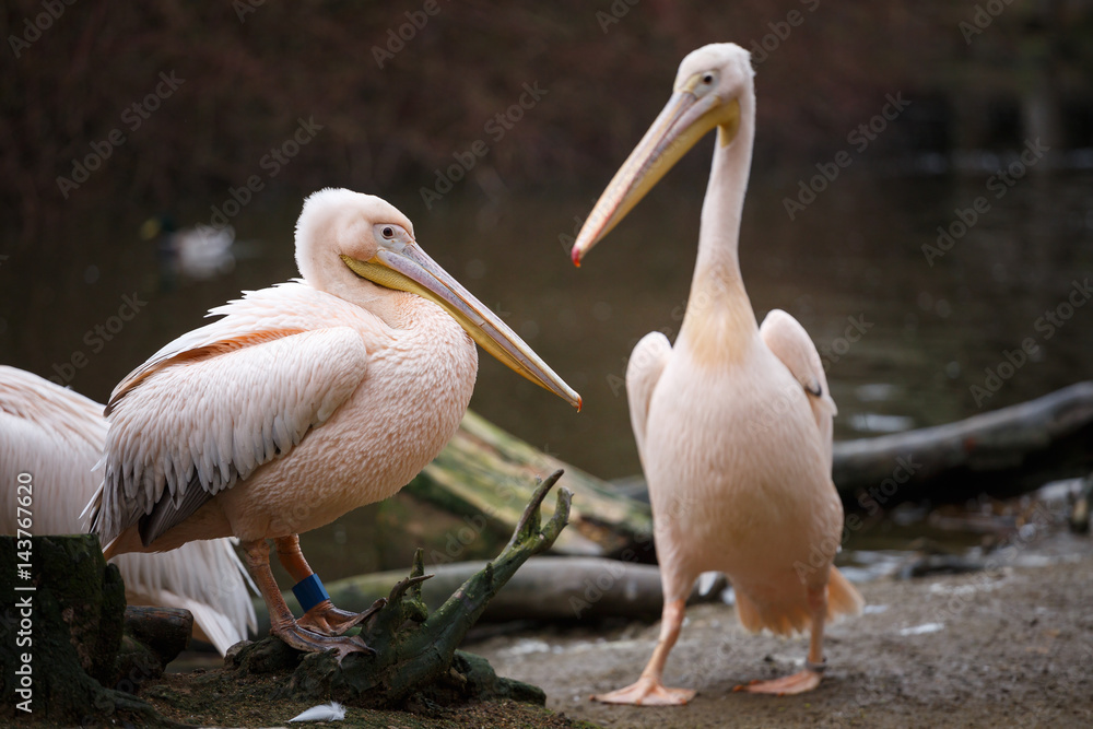 Flock of white pelicans on the lake, Pelecanus onocrotalus. Flock of white pelicans on the lake, Pelecanus onocrotalus.