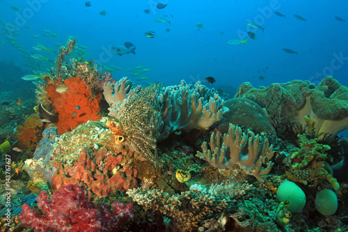 Fototapeta Naklejka Na Ścianę i Meble -  Colorful Coral Reef against Blue Water. Dampier Strait, Raja Ampat, Indonesia