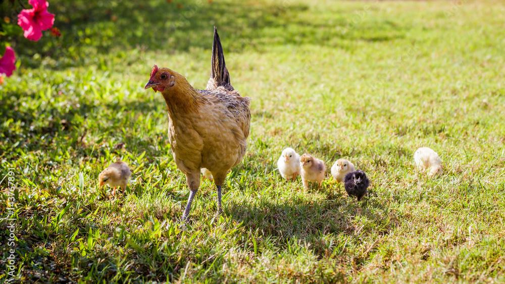 Fototapeta premium Wild baby chickens with their mother on Kauai, Hawaii.