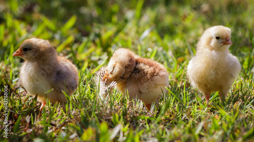 Wild baby chickens on Kauai, Hawaii. © fnendzig