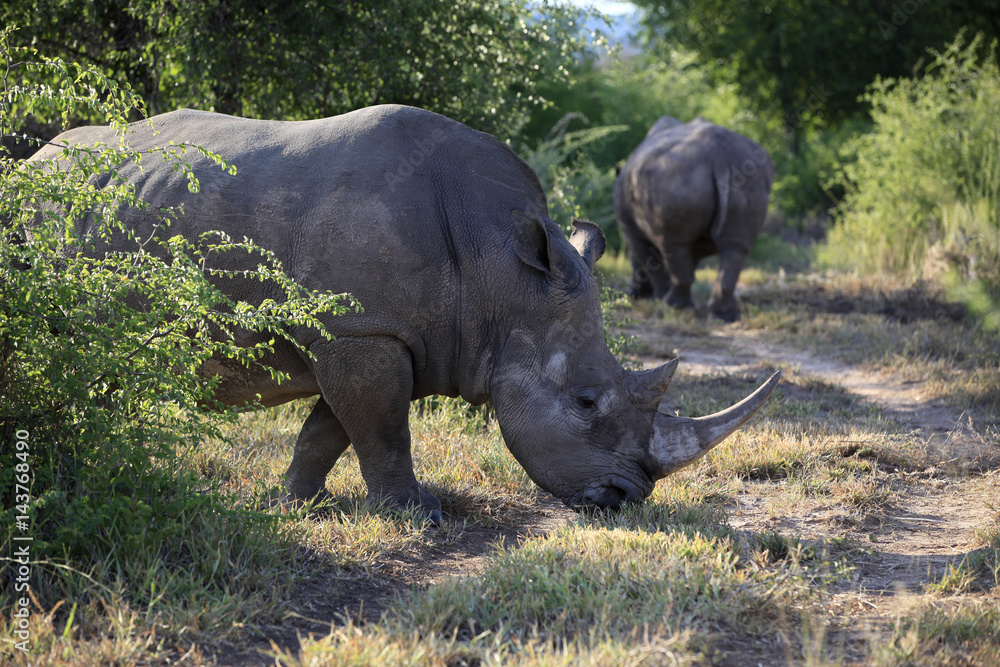 Breitmaulnashorn im Naturschutzgebiet, Namibia, Afrika Breitmaulnashorn im Naturschutzgebiet, Namibia, Afrika