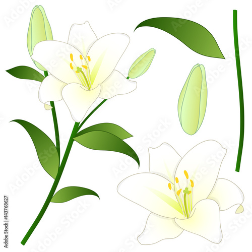 Fototapeta Naklejka Na Ścianę i Meble -  Lilium candidum, the Madonna lily or White Lily. National Flower of Italy. Vector Illustration.