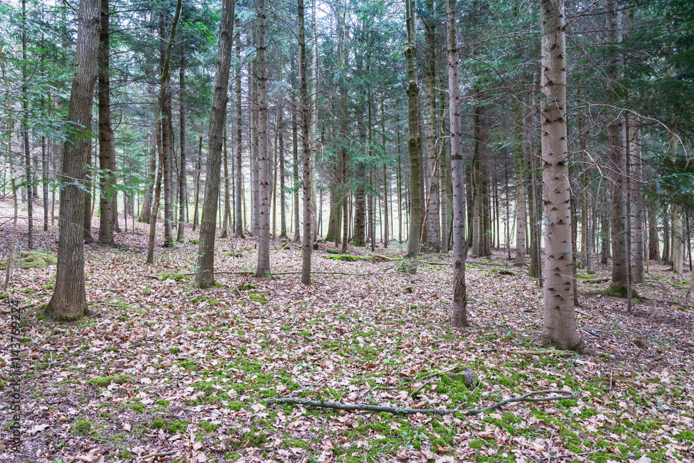 Obraz premium Forest Field Trunks Crowded Park Space Floor