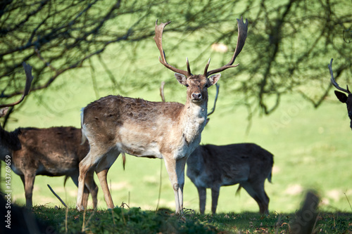 deer in the trees, dinefwr park
 photo
