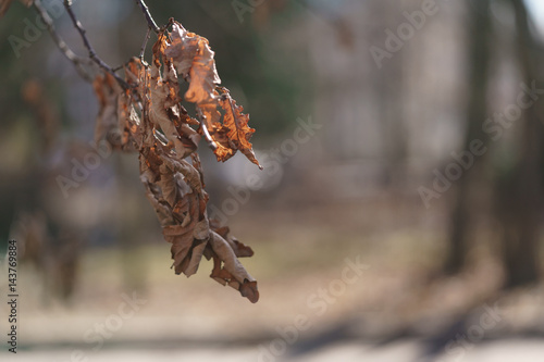 dry oak leaves on branch in early spring, with copy space