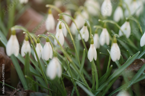white snowdrops in first warm spring days, closeup photo with shallow focus