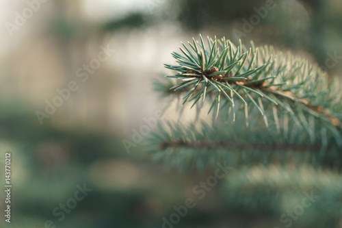 Foto blue spruce branc closeup in spring sunny morning, shallow focus