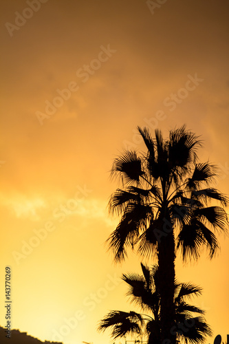 Great sunset with Palm silhouette