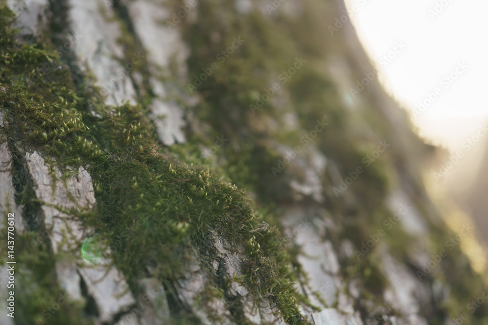 close up ahs tree bark with mos, shallow focus close up ahs tree bark with mos, shallow focus