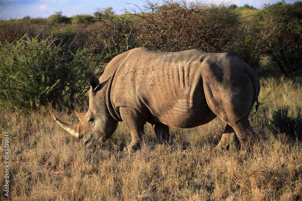 Fototapeta premium Breitmaulnashorn im Naturschutzgebiet, Namibia