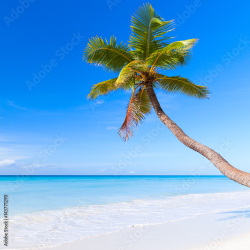 Palm tree grows on white sandy beach