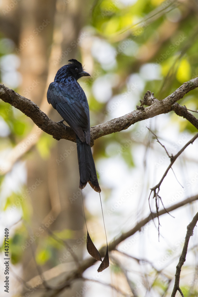 Image of black bird (Racket-tailed Drongo) on the branch on nature background. Wild Animals. Image of black bird (Racket-tailed Drongo) on the branch on nature background. Wild Animals.