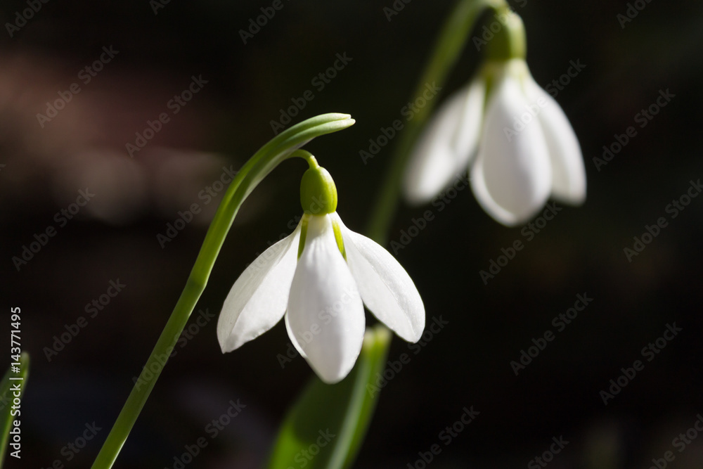 Blossoming snowdrop close-up on blurred white flower background. Blossoming snowdrop close-up on blurred white flower background.