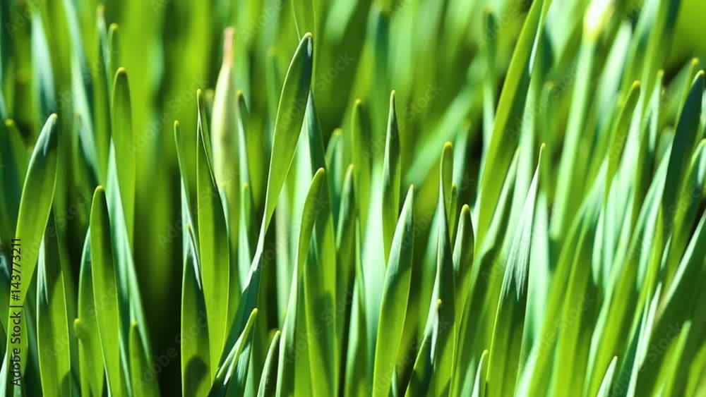 Green grass and wind abstract background close up. Green grass and wind abstract background close up.