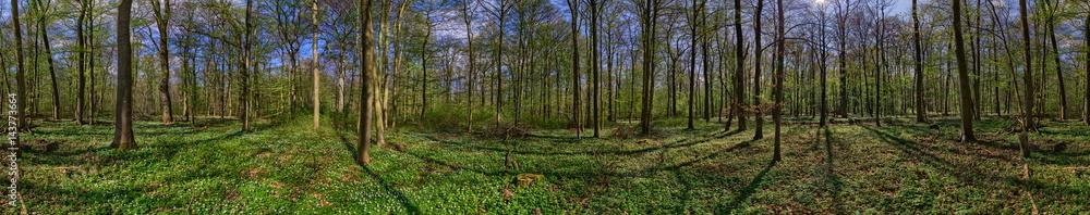 Forest panorama with anemone nemorosa Forest panorama with anemone nemorosa