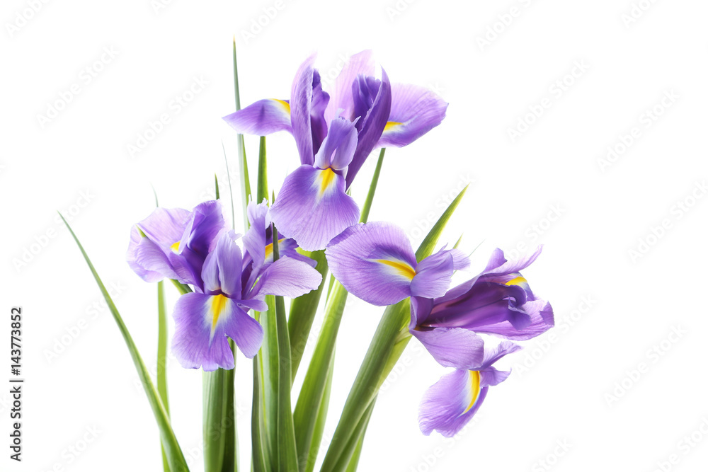 Bouquet of iris flowers isolated on a white Bouquet of iris flowers isolated on a white