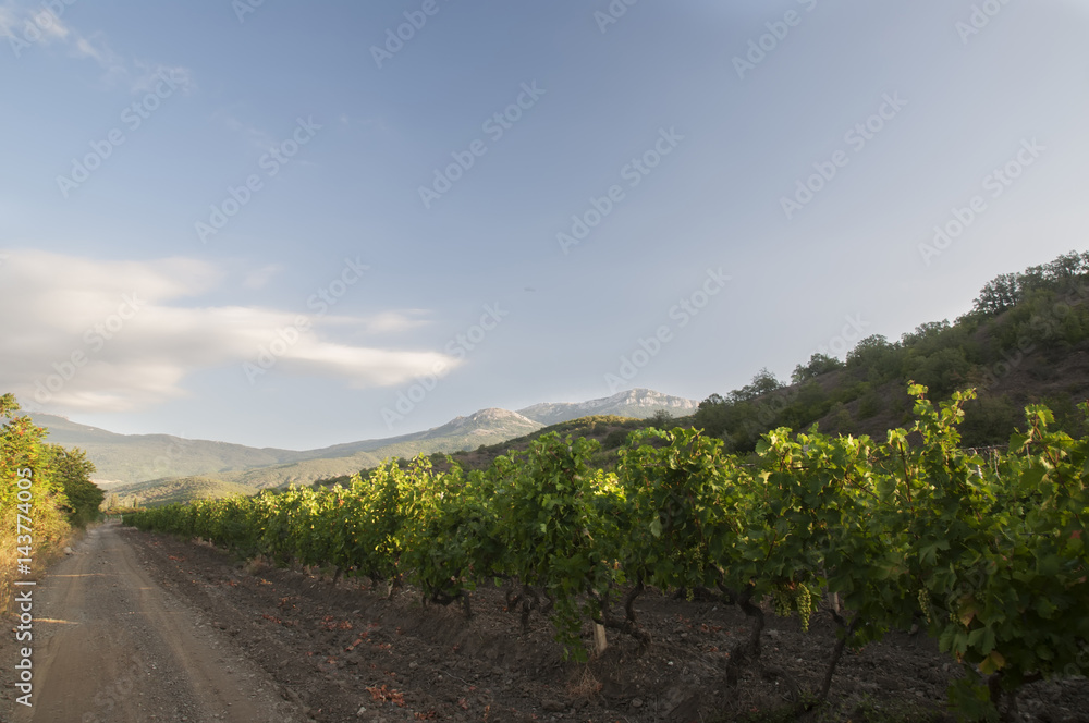 Obraz premium Vine plantations in the valley of the mountains