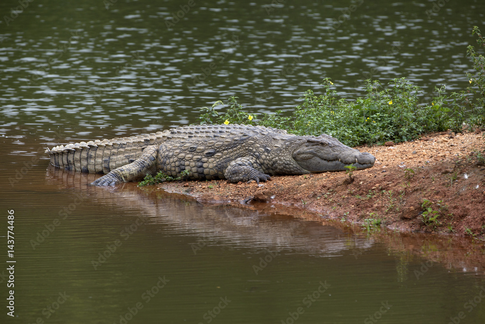 Liegendes Krokodil am Strand, Mlilwane Wildlife Sanctuary, Swasiland Liegendes Krokodil am Strand, Mlilwane Wildlife Sanctuary, Swasiland