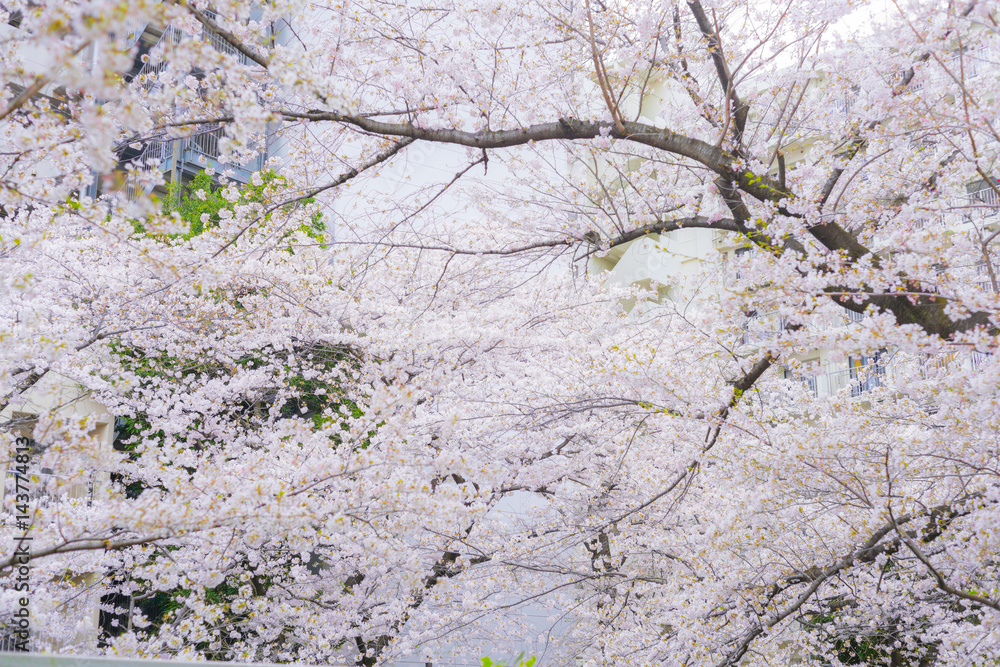 桜, マンション 桜, マンション
