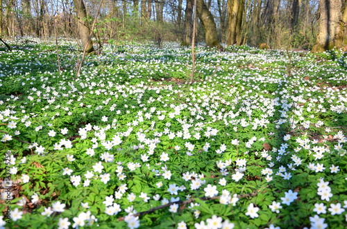 Fototapeta Naklejka Na Ścianę i Meble -  wiosna w lesie
