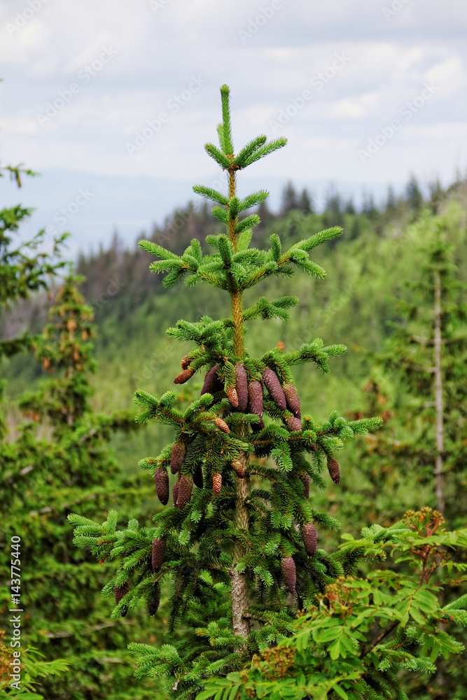 Cones on a tree