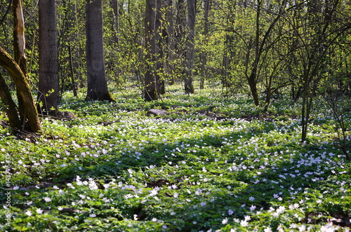 Fototapeta Naklejka Na Ścianę i Meble -  wiosna w lesie