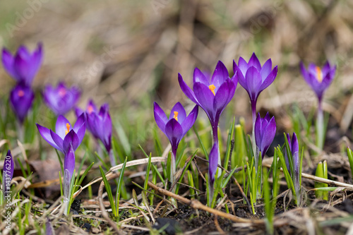 Purple crocus flowers in the spring