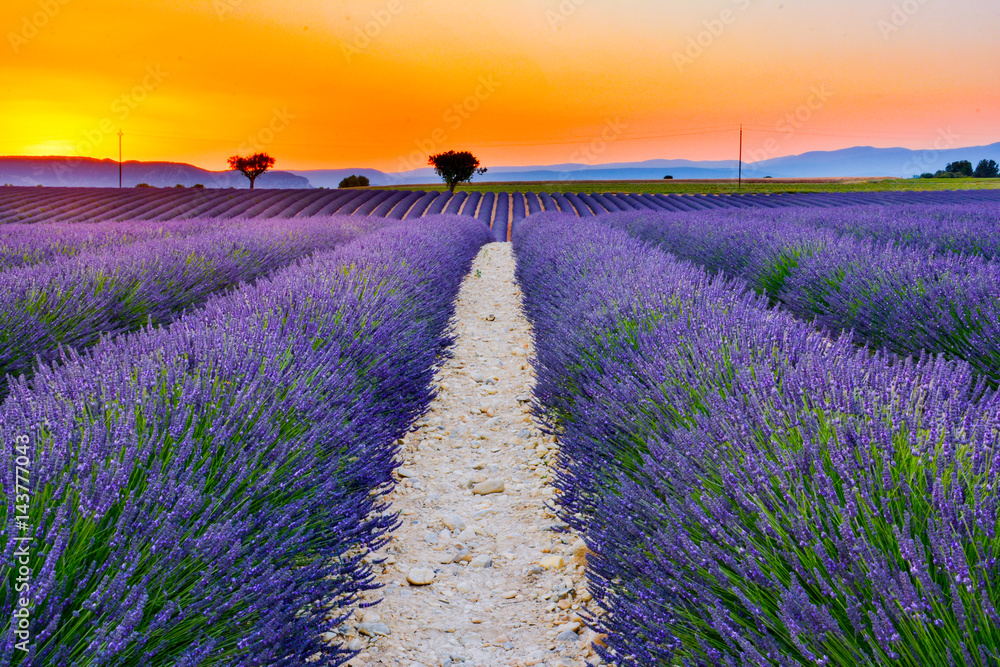 Naklejka premium scented lavender fields in bloom in southern france